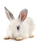 Fototapeta Zwierzęta - One white rabbit.
