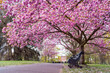 Blooming Cherry Blossom in Greenwich Park, London - April 2021 - Landscape