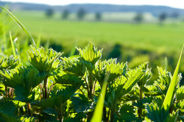 Green nettle for healthy green tea in spring.