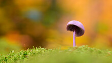Mushroom. Small Orange Mushroom On Green Moss. Fantasy, Mushrooms In Mystery Autumn Forest. Beautiful Macro Shot Of Magic Mushroom, Fungus. Art Design, Bokeh, Magic Light. Close-up, Text