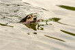 cute little Jack Russell Terrier dog swims in water and retrieves a flower in his mouth