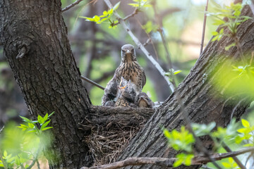 Wall Mural - Thrush fieldfare, Turdus pilaris, in a nest with chicks