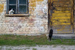 Dwa koty czarny i biały przed starym wiejskim domem
