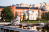 Fototapeta  - Gull at the time of summer sunrise