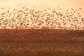 Common starling Sturnus vulgaris. large flock of birds in the sky form an abstract pattern