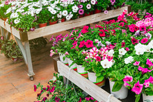 Background Of Beautiful Red, White And Pink Petunias Blooming In The Garden Center During Spring