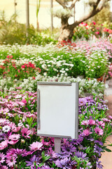 Wall Mural - Background of beautiful purple daisies blooming in the garden during spring with a blank sign for mock up