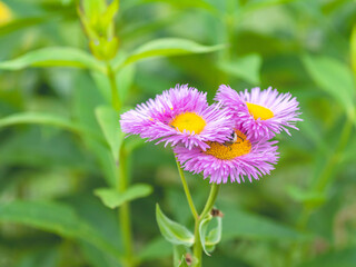 Wall Mural - 
Decorative pink aster flowers blooming in a garden, green foliage on a background, closeup with selective focus