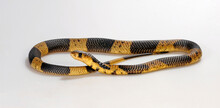Snouted Cobra, Banded Egyptian Cobra // Gebänderte Kobra (Naja Annulifera)