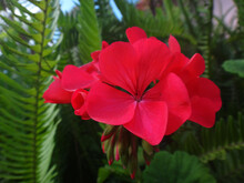 Delicate Red Geranium (Caliope) Flower In The Tropical Forest