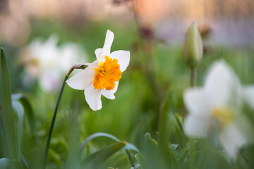 White tender narcissus flowers blooming in spring garden.