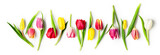Fototapeta Tulipany - Tulip spring flowers on white background, creative banner.