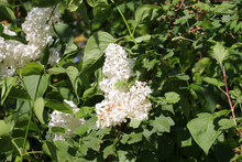 White Lilac Tree Flowers