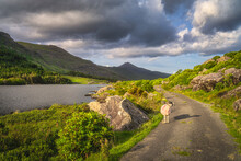 Sheep Or Ram Says Baa While Standing On Winding Country Road In Black Valley At Sunset, MacGillycuddys Reeks Mountains, Ring Of Kerry, Ireland