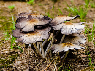 mushrooms in the forest