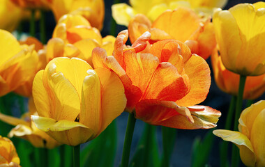 Canvas Print - Orange tulips blooming on sunny spring day closeup