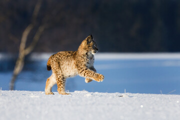 Fototapete - Lynx jump. Young Eurasian lynx, Lynx lynx, running on snowy meadow in frosty morning. Pure winter fun of beautiful animal with spotted orange fur. Beast of prey in winter nature. Playful lynx cub.
