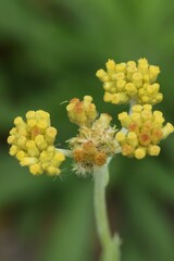 Wall Mural - Jersey cudweed. Asteraceae biennialgrass.