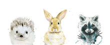 Watercolor Animals. Rabbit, Hedgehog And Raccoon. Watercolour Illustration Isolated On White Background.