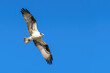Osprey with wings spread in flight against a blue sky