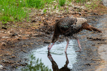 Wall Mural - Wild Turkey drinking water from a puddle in the street