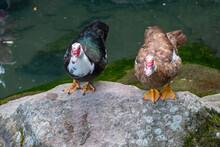 Two Muscovy Ducks, Brown, Black And White Colors With Red Heads, Standing On The Shore Of The Pond.