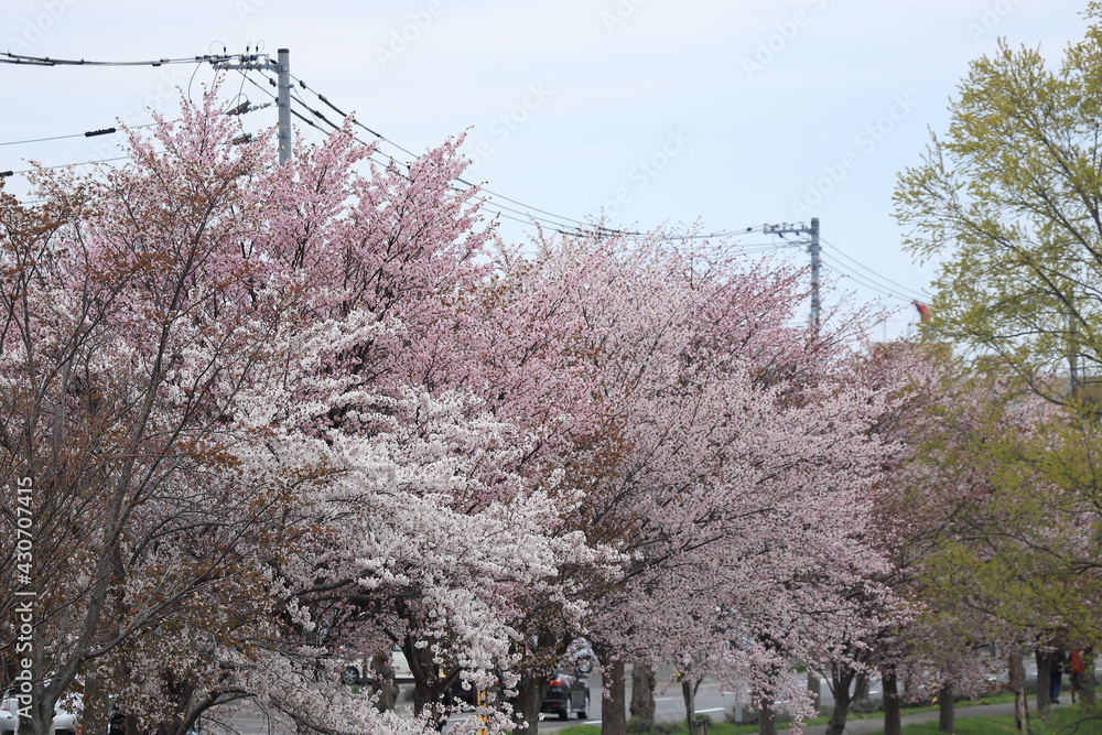 桜並木