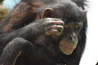 © yayoi - Chimpanzee2