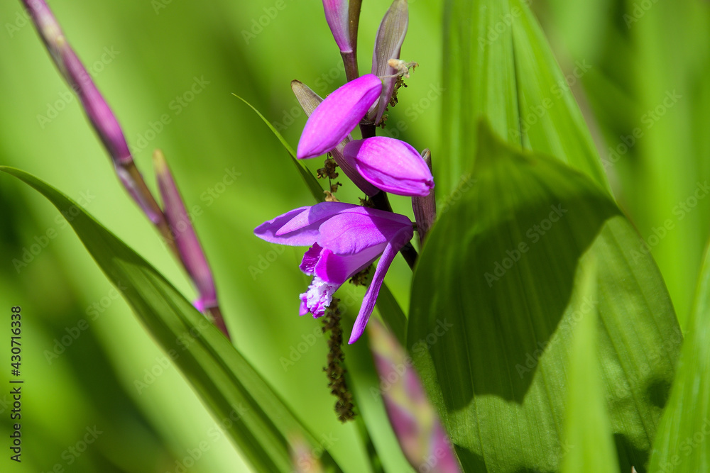 舌を伸ばしたような唇弁の中央に縮れた5列のヒダがある細長い花を咲かせたシラン Wall Mural Fujioka Yasunari