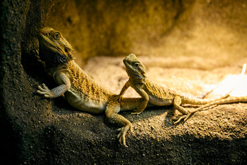 Sticker - Pogona vitticeps - bearded agama in a terrarium.