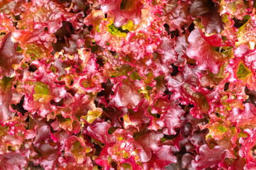 Young leaves of red lettuce grow on the beds in the vegetable field. Growing lettuce in the garden. Garden background with salad plants in the open field, close-up. Top view.