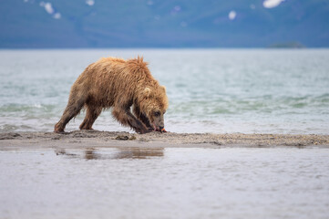 Wall Mural - Ruling the landscape, brown bears of Kamchatka (Ursus arctos beringianus)