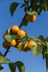 Wall Mural - Apricots on apricot tree. Summer fruits. Ripe apricots on a tree branch.