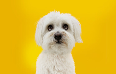 Wall Mural - Funny maltese dog looking up with begging expression. Isolated on yellow background