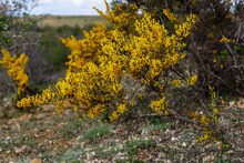 Genista Scorpius. Thorny Gorse Shrub With Yellow Flowers.