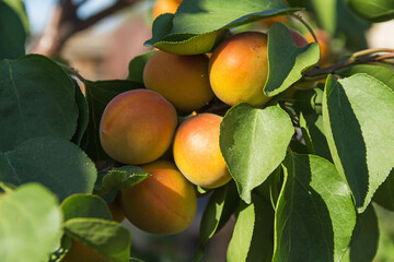 Wall Mural - Apricots on apricot tree. Summer fruits. Ripe apricots on a tree branch.