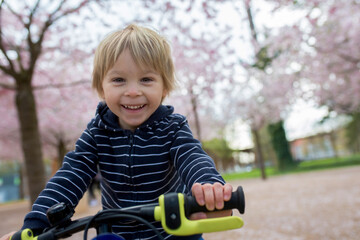 Wall Mural - Cute toddler child, boy riding bike in pink blooming sacura garden