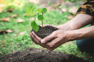 Wall Mural - Man holding young sprout tree in two hands to protection new generation seedling to transplant into soil in the garden