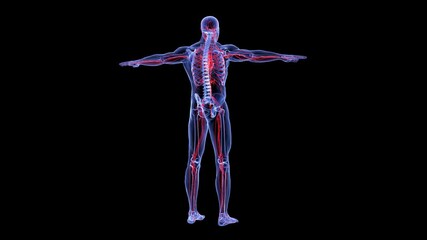 human circulatory system 3d