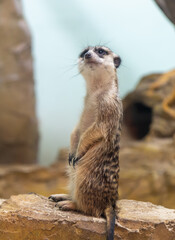 Sticker - Portrait of a meerkat at the zoo.