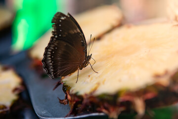 Butterfly in natural environment. Closeup, macro shot