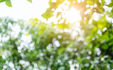 Wall Mural - Abstract green bokeh of trees, blurred nature background