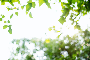 Wall Mural - Abstract green bokeh of trees, blurred nature background