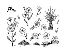 Set Of Hand Drawn Flax Flowers, Branches And Seeds. Vector Illustration In Sketch Style For Linen Seeds And Oil Packaging