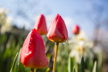 Canvas Print - Tulip