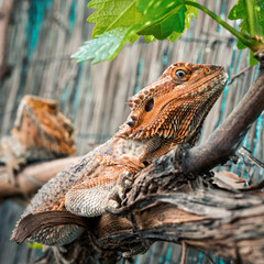 Sticker - Side view of an orange bearded dragon with rough skin resting on a tree branch in nature