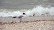 Biała mewa na brzegu morza z muszelek na tle nadchodzącej fali