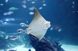 Fototapeta Londyn - Impressive stingray fish showing its mouth arranged near its stomach of the genus Rhinoptera commonly known as the cownose rays of the family Rhinopteridae.