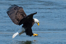 Bald Eagle Grabbing Fish Out Of The River