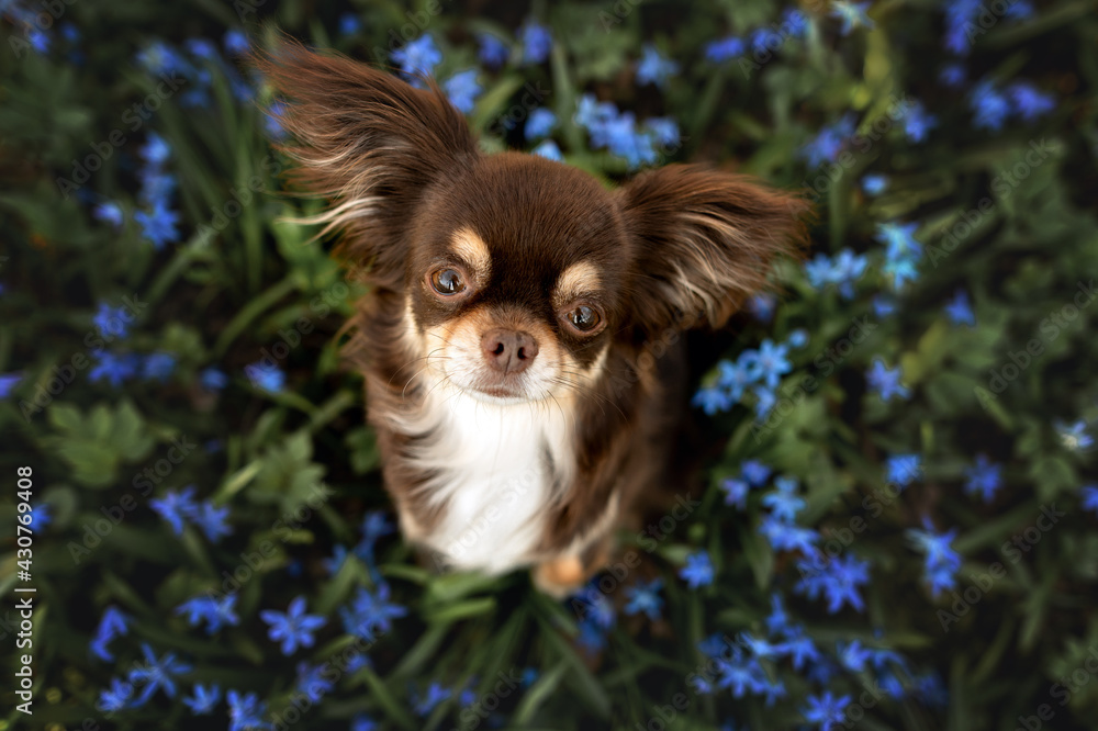 beautiful brown chihuahua dog sitting outdoors on a snowdrops flowers field, top view - obrazy, fototapety, plakaty 